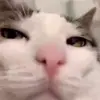 Стикер 20 Cats #cat #animal #cute #memes
