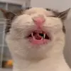 Стикер 31 Cats #cat #animal #cute #memes
