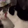 Стикер 38 Cats #cat #animal #cute #memes