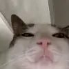Стикер 6 Cats #cat #animal #cute #memes