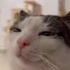 Стикер 24 Cats #cat #animal #cute #memes