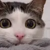Стикер 34 Cats #cat #animal #cute #memes