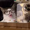 Стикер 2 Cats #cat #animal #cute #memes
