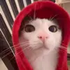 Стикер 8 Cats #cat #animal #cute #memes