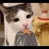 Стикер 33 Cats #cat #animal #cute #memes