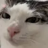 Стикер 26 Cats #cat #animal #cute #memes