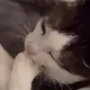 Стикер 41 Cats #cat #animal #cute #memes