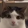 Стикер 25 Cats #cat #animal #cute #memes