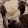 Стикер 15 Cats #cat #animal #cute #memes