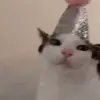Стикер 42 Cats #cat #animal #cute #memes