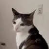 Стикер 13 Cats #cat #animal #cute #memes