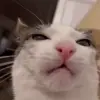 Стикер 43 Cats #cat #animal #cute #memes