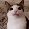 Стикер 39 Cats #cat #animal #cute #memes