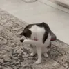 Стикер 35 Cats #cat #animal #cute #memes