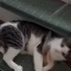 Стикер 21 Cats #cat #animal #cute #memes