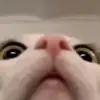 Стикер 9 Cats #cat #animal #cute #memes
