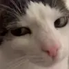 Стикер 17 Cats #cat #animal #cute #memes