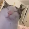 Стикер 11 Cats #cat #animal #cute #memes