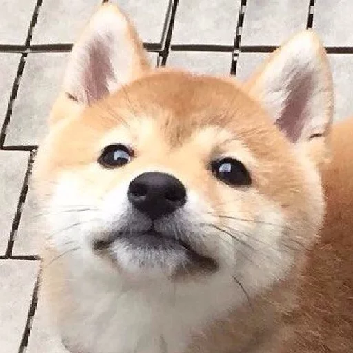 😬 Стикер «JiBotnbie (животные)» для Telegram
