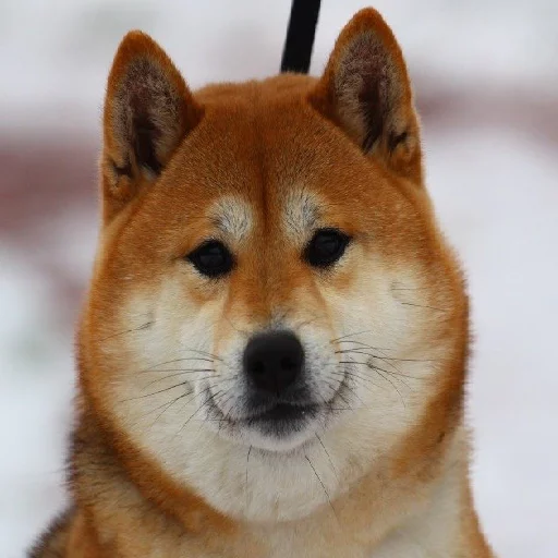 😊 Стикер «JiBotnbie (животные)» для Telegram