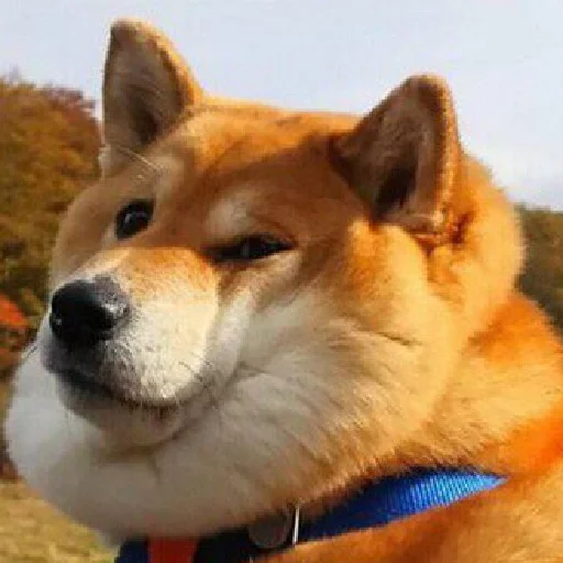 🐕 Стикер «JiBotnbie (животные)» для Telegram