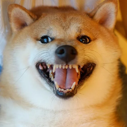 😝 Стикер «JiBotnbie (животные)» для Telegram