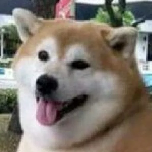 😛 Стикер «JiBotnbie (животные)» для Telegram