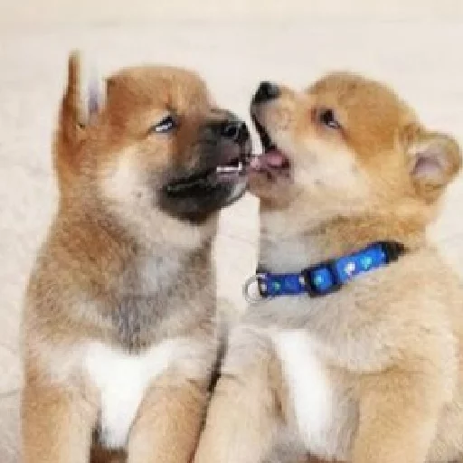 🙀 Стикер «JiBotnbie (животные)» для Telegram