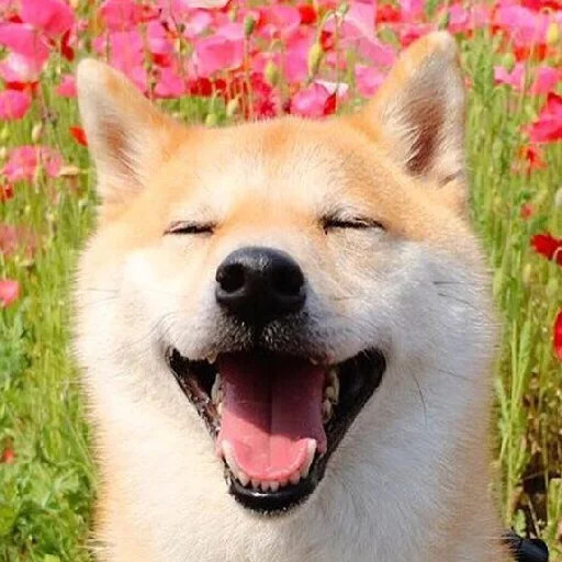 😃 Стикер «JiBotnbie (животные)» для Telegram