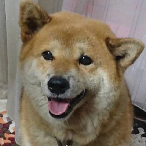 😁 Стикер «JiBotnbie (животные)» для Telegram