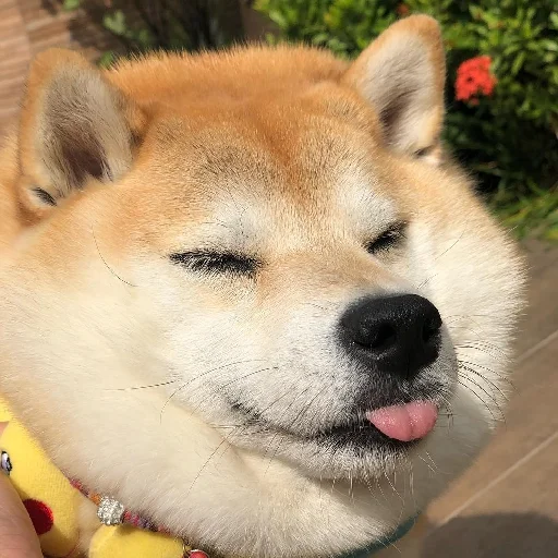 😛 Стикер «JiBotnbie (животные)» для Telegram