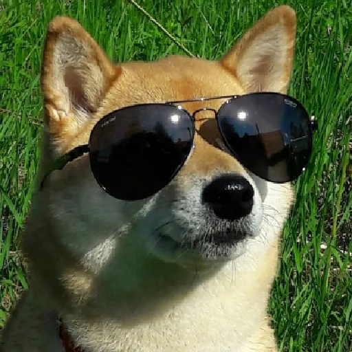 😎 Стикер «JiBotnbie (животные)» для Telegram