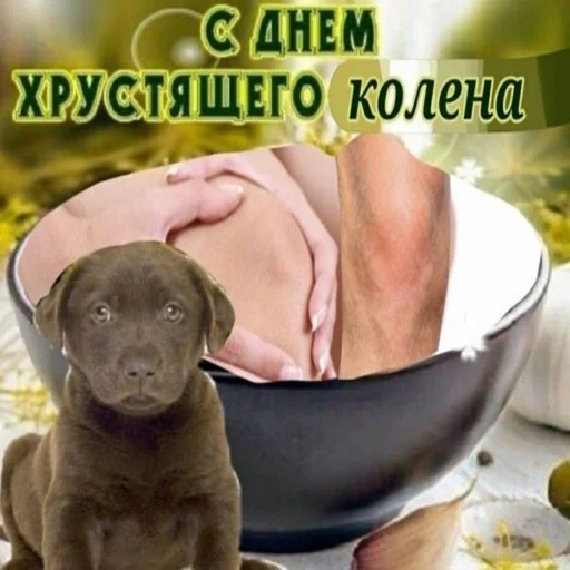 🙄 Стикер «С днем говна» для Telegram