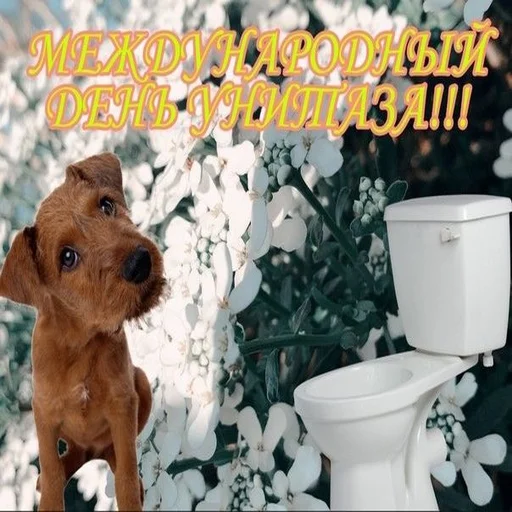 💩 Стикер «С днем говна» для Telegram