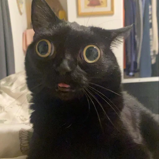🤪 Стикер «jinx» для Telegram