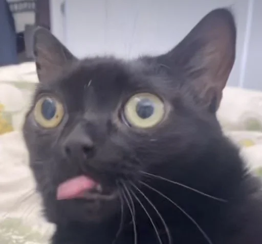 👅 Стикер «jinx» для Telegram