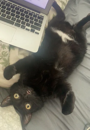 🐈 Стикер «jinx» для Telegram