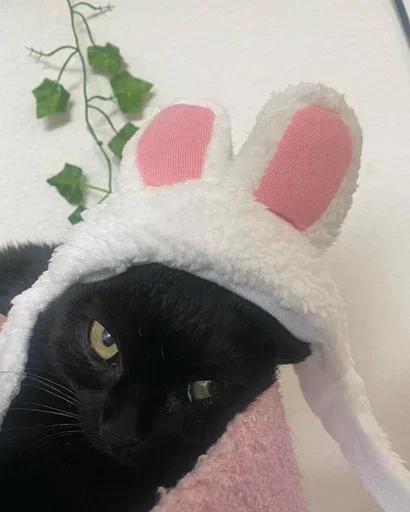 😑 Стикер «jinx 2» для Telegram