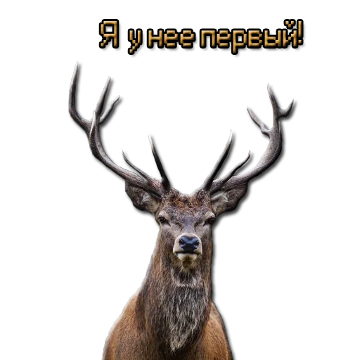 🥺 Стикер «ЖМЫХИ» для Telegram