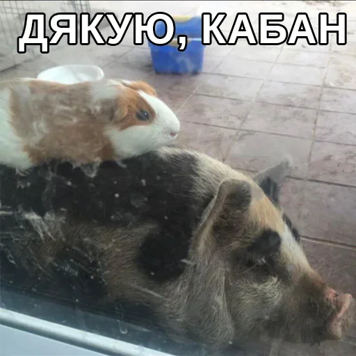 🐗 Стикер «Jojinella» для Telegram