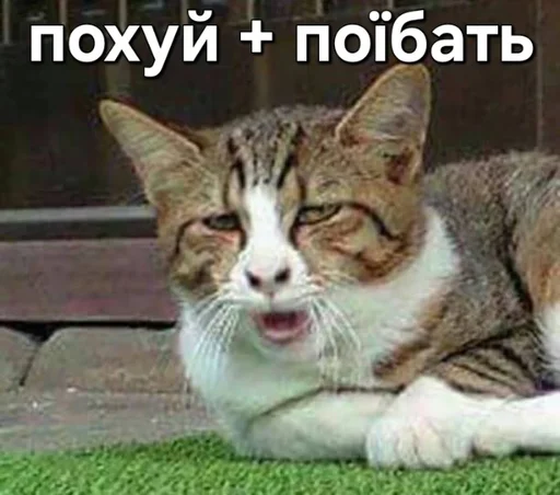 🫤 Стикер «Jojinella» для Telegram