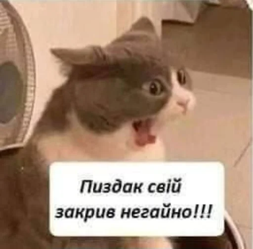 😡 Стикер «Jojinella» для Telegram