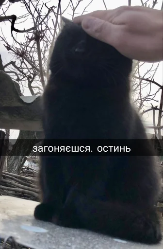 🚰 Стикер «Jojinella» для Telegram