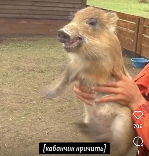 🐗 Стикер «Jojinella» для Telegram