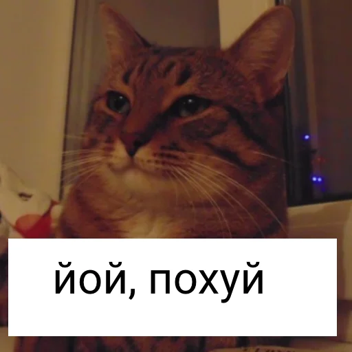🤪 Стикер «йой, най буде» для Telegram