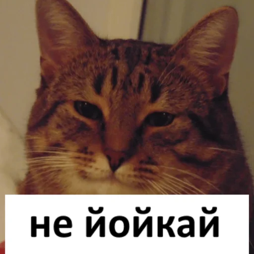 🙄 Стикер «йой, най буде» для Telegram