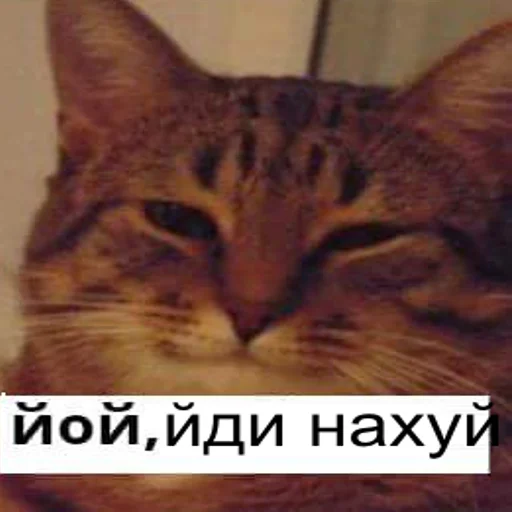 😡 Стикер «йой, най буде» для Telegram