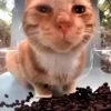 Стикер 2 Mrfresh