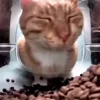 Стикер 5 Mrfresh