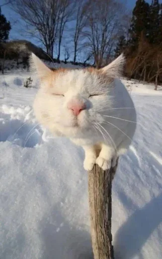 😄 Стикер «Dla teba» для Telegram